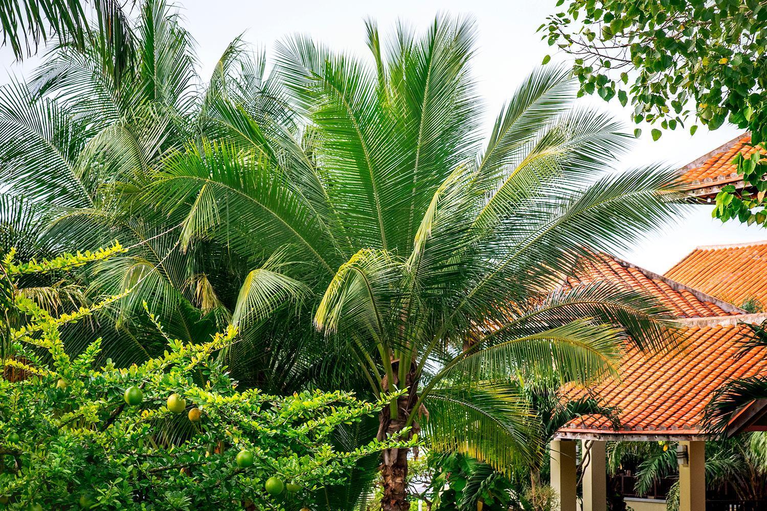 Romana Resort & Spa Mũi Né Buitenkant foto